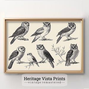 Eule Wand Kunst | Vintage Eule Illustration | Vogel Dekor | Wildtiere Kunst | Poster Eule | Rustikales Wohndekor | Vogelliebhaber Geschenk |w0594