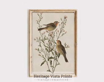 Vintage Vogel Druck Illustration: Antike Natur Illustration (Digitaler Download)