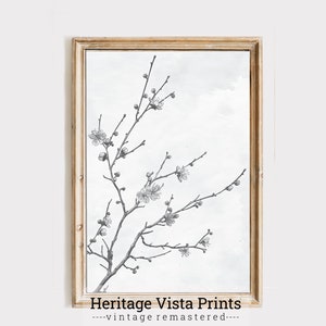 Floral Old World Illustration |Black & White Antique | High Resolution Drawing | Botanical Sketch | Vintage Lineart | p0429
