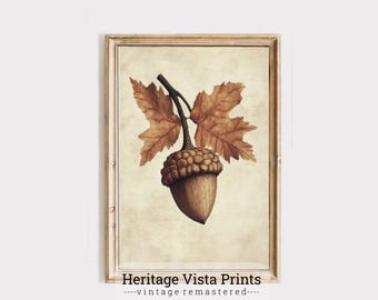 May include: A vintage illustration of an acorn with a brown cap and a light brown body. The acorn is attached to a branch with two brown leaves.