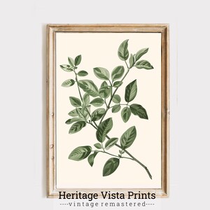 Vintage Botanical Print: Green Leaf Illustration (Digital Download)