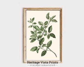Vintage botaniskt tryck: Illustration av gröna blad (digital nedladdning)