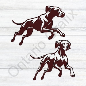 Vizsla saltando, perro pointer svg, vizsla corriendo svg, vizsla, pointer alemán de pelo corto, gsp, perro de caza, perro de caza, vector, eps