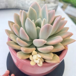 May include: A succulent plant with thick, fleshy, pointed leaves in shades of pale green and soft pink, arranged in a dense rosette pattern. The plant is potted in a smooth, round, glossy pink ceramic container with a small cluster of white offsets.
