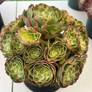Aeonium Watermoon variegated - big cluster, extremely rare and gorgeous- Palos Verdes, CA