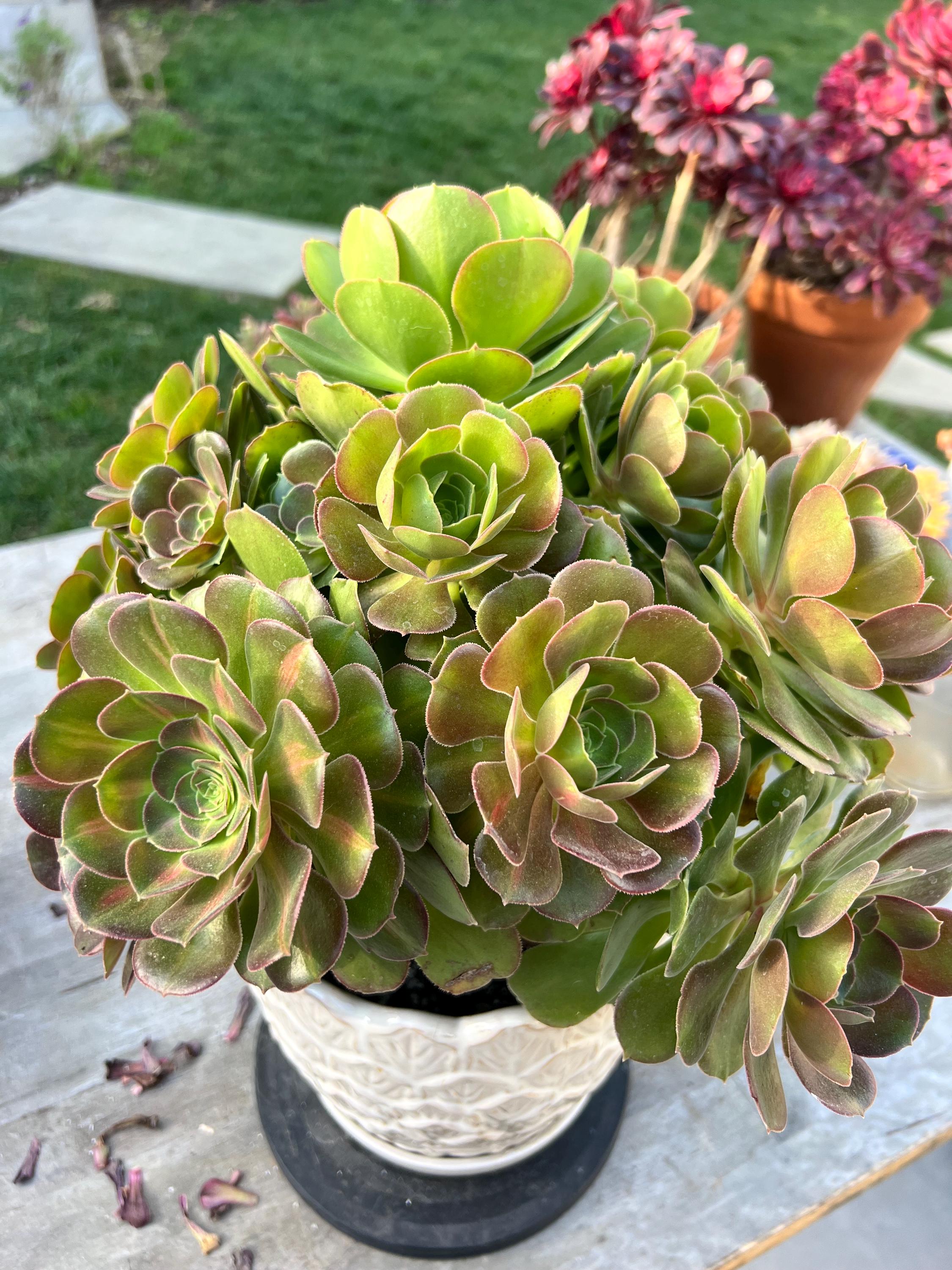 ピンクウィッチ アエオニウム 群生 4頭 多肉植物