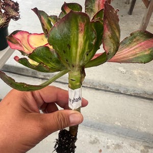 Aeonium Phantom Rainbow single head with roots -  very rare- Palos Verdes, CA
