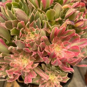 Aeonium Brilliance variegated huge cluster - extremely rare and very beautiful- Palos Verdes, CA