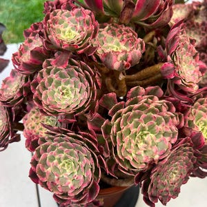 Aeonium Hermes huge cluster- extremely rare and gorgeous- Palos Verdes ,CA