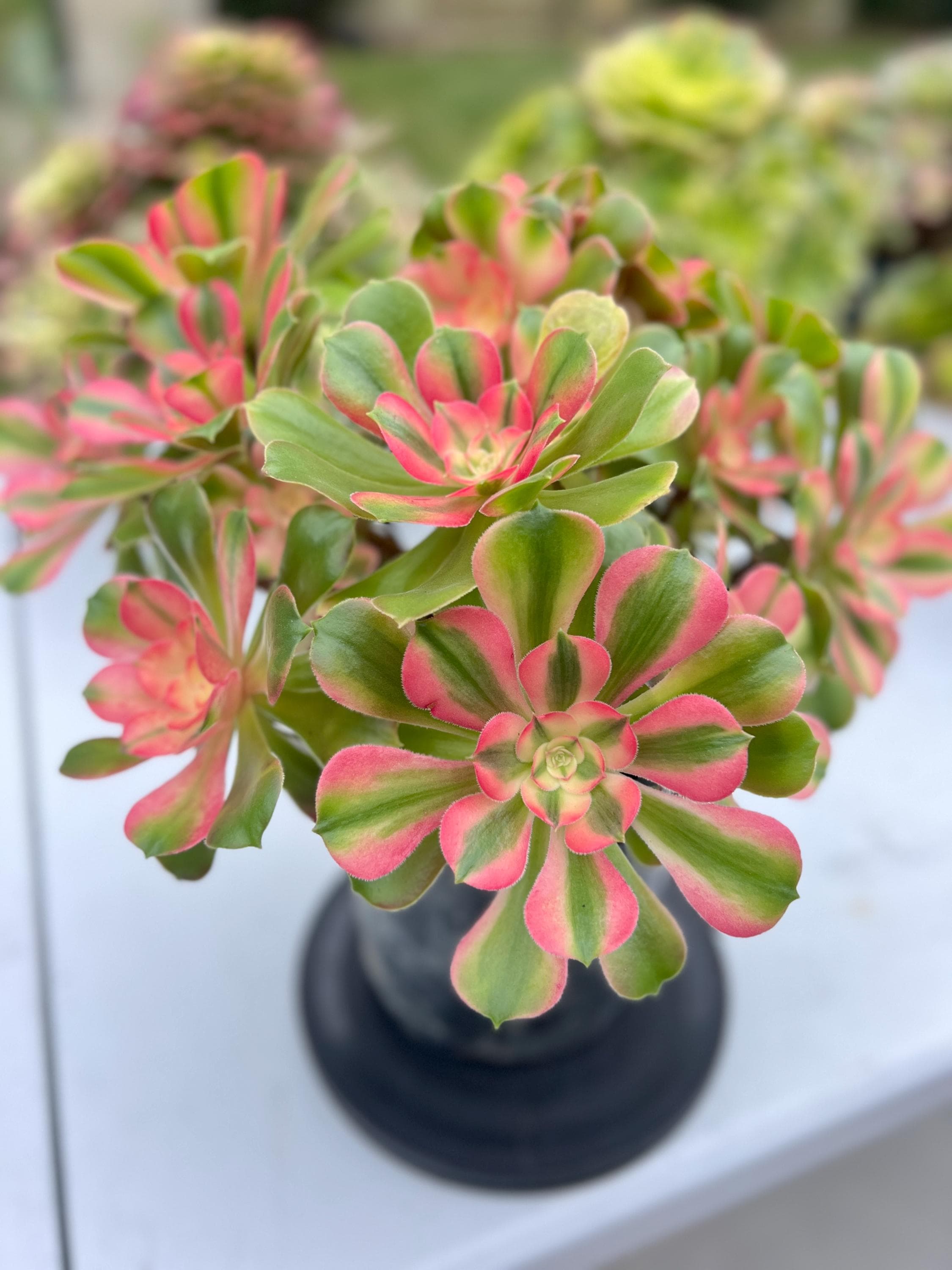 Aeonium Princess - Etsy