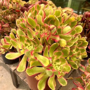 Aeonium Red Beauty variegated- hue cluster, extremely rare and gorgeous - Palos Verdes, CA