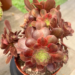 Aeonium Colorful Blushing Beauty cluster- Palos Verdes, CA