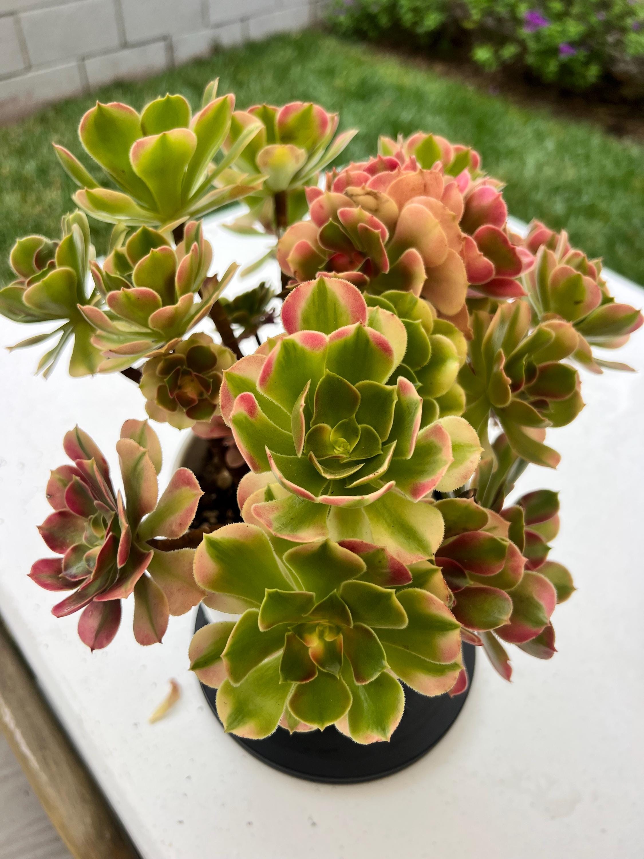 aeonium☆Princess 🌸 Meet the Stunning Aeonium Princess! 🌵 This