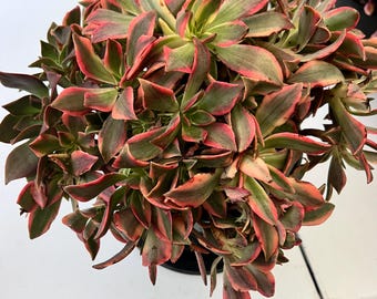 Sansevieria Trifasciata Hahnii Silver Zebra B/ Sansevieria