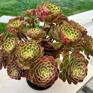 Aeonium Peacock Feather variegated very huge cluster -  extremely rare and gorgeous- Palos Verdes, CA