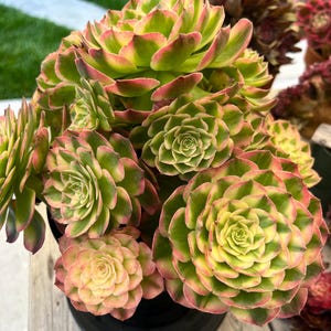 Aeonium Sea Queen Giant cluster, extremely rare - Palos Verdes, CA