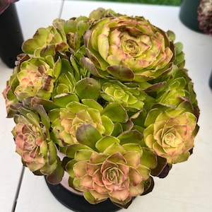 Aeonium Rotate variegated cluster- exteremely rare and gorgeous- Palos Verdes, CA