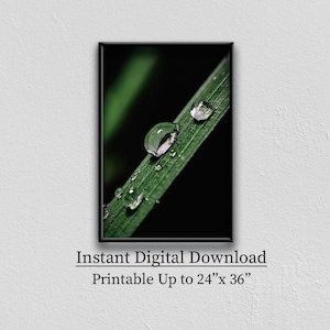 Drop of Dew on a Green Leaf Macro Photography print | Nature Photography | Printable Wall art | Botanical Macro Shot | Minimalist wall decor