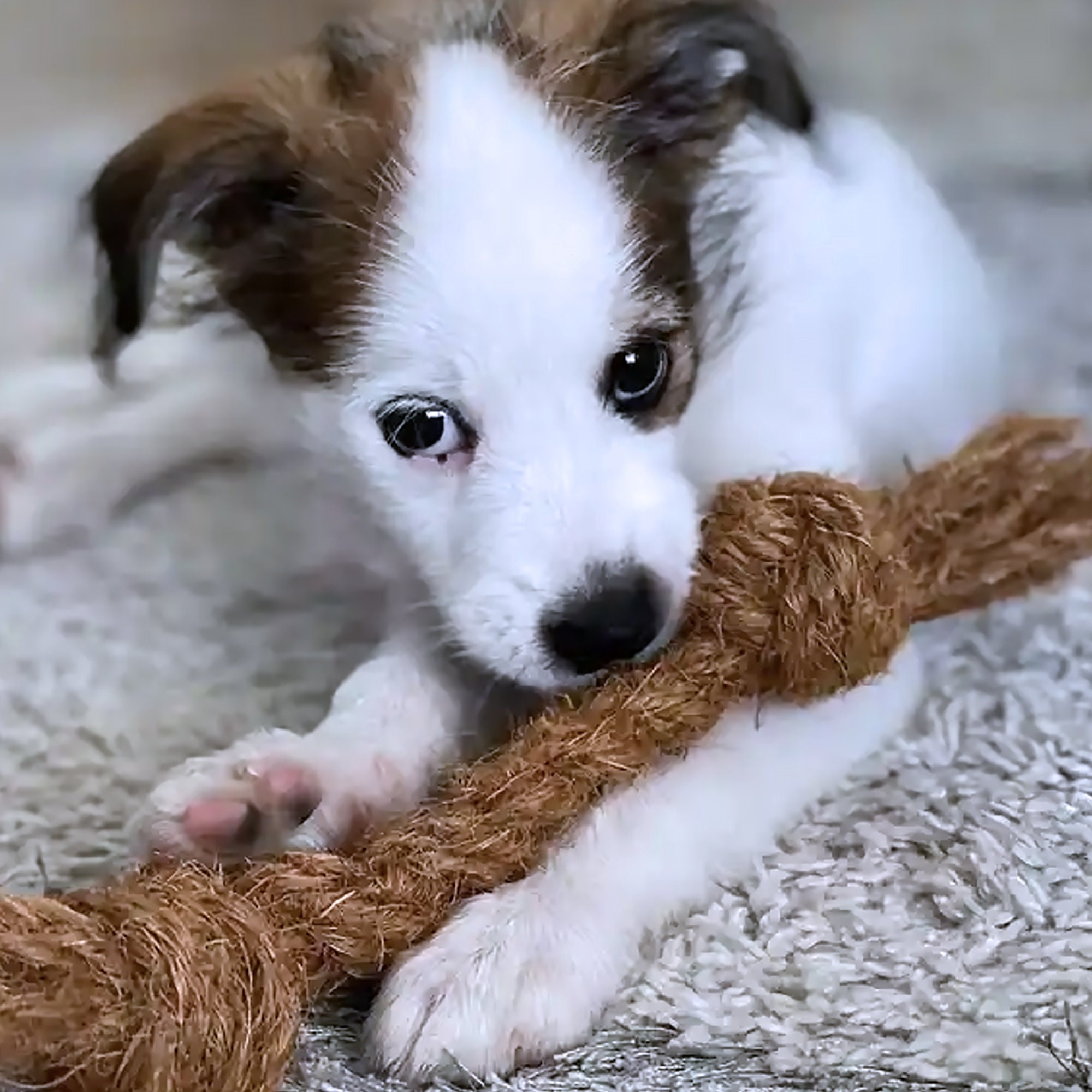 Coconut fiber dog toy sale