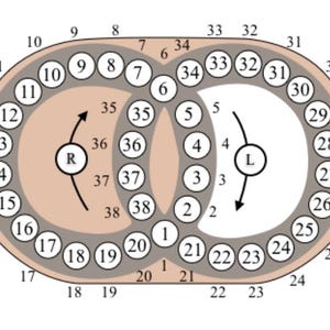 May include: A diagram featuring two overlapping circles forming an infinity shape. The left circle contains the letter R with an arrow, and the right circle contains the letter L with an arrow. Numbered circles from 1 to 38 are arranged along the paths.