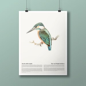 Premium Matte Poster | Common Kingfisher by the von Wright brothers | Bird Giclée Art Print | Naturalist's Archive | Ornithology