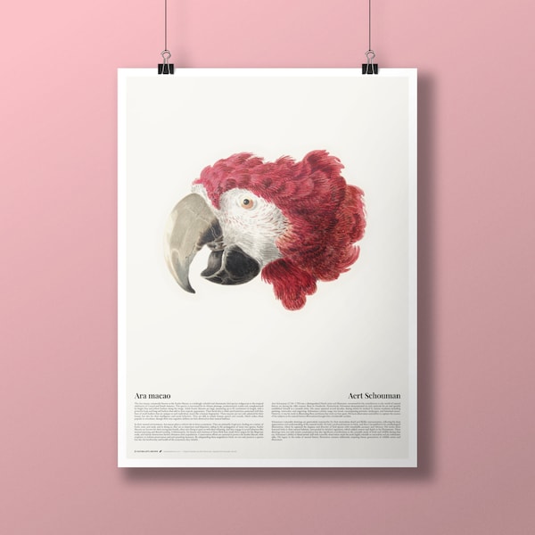 Premium Matte Poster | Scarlet Macaw by Aert Schouman | Bird Giclée Art Print | Naturalist's Archive | Ornithology | Wall Art