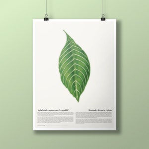 May include: A botanical illustration of a green Aphelandra squarrosa 'Leopoldii' leaf with white veins. The illustration is titled "Aphelandra squarrosa 'Leopoldii'" and "Alexander Francis Lydon".