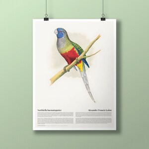 Op de afbeelding: Een vintage illustratie van een roodkoppapegaai (Northiella haematogaster) die op een tak zit. De vogel is groen, rood, blauw en geel. De illustratie is van Alexander Francis Lyden.