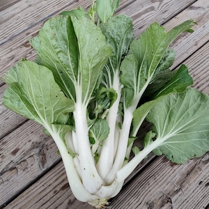 Joi Choy Seeds- Chinese Cabbage/ Leafy Greens 25+