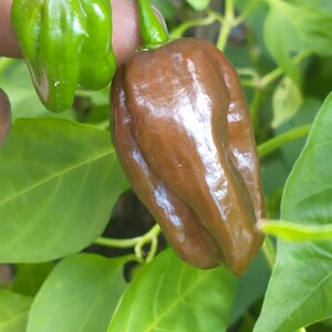 Chocolate scotch bonnet pepper seeds- 20 seeds