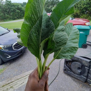 JAMAICAN CALLALOO (Amaranth) SEEDS- Very Big/ Large Leaf