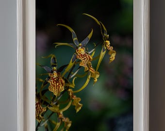 Exotic Orchid Elegance – Vibrant Botanical Digital Art Print