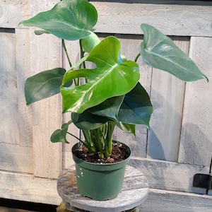 May include: A potted Monstera deliciosa plant featuring large, glossy, heart-shaped green leaves with characteristic natural splits and perforations. The plant is housed in a simple, solid green plastic nursery pot filled with dark potting soil.