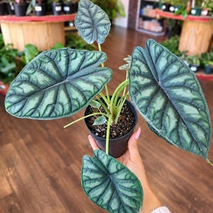 Alocasia Dragon Scale Live Plant 4” Pot • Order Requires 2+ Plants • Mix & Match Eligible • Rare Tropical Indoor Houseplant•No Ship CA HI AK