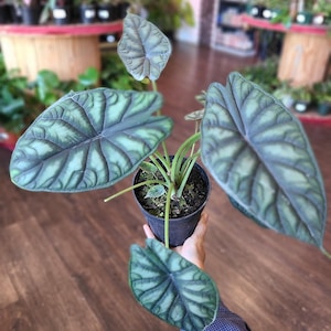 May include: An Alocasia Cuprea plant in a black plastic pot. The plant features several large, heart-shaped leaves with a metallic, dark green and silver-grey textured surface and prominent, deep-set veins. The stems are thin and light green.