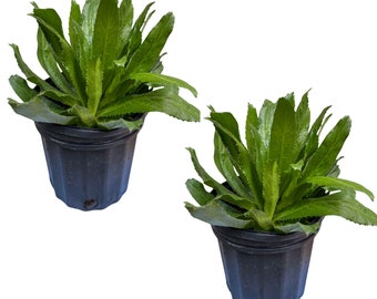 2 Live 6" Pots Culantro, Fresh Culantro, Live Plant, 10  to 14 inches - Ship from Florida