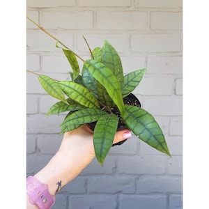 May include: A Hoya callistophylla plant in a black plastic nursery pot. The plant features elongated, pointed green leaves with a prominent, dark, net-like vein pattern throughout the foliage. Several thin, brown, leafless stems extend outward.