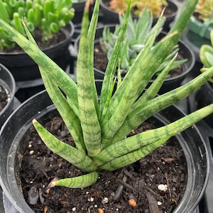 curry plant buy Curry Leaf Plant, Murraya Koenigii, in 6" Pot. No ship to CA or HI  The  Nodes