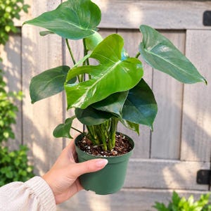 Monstera Deliciosa Live Plant 6” Pot • Order Requires 2+ Plants • Mix & Match • Tropical Swiss Cheese Indoor Houseplant • No Ship CA, HI, AK