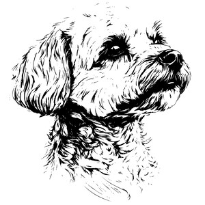 May include: Black and white line drawing of a small, fluffy dog with its head tilted to the side. The dog has a short snout and a long, bushy tail.