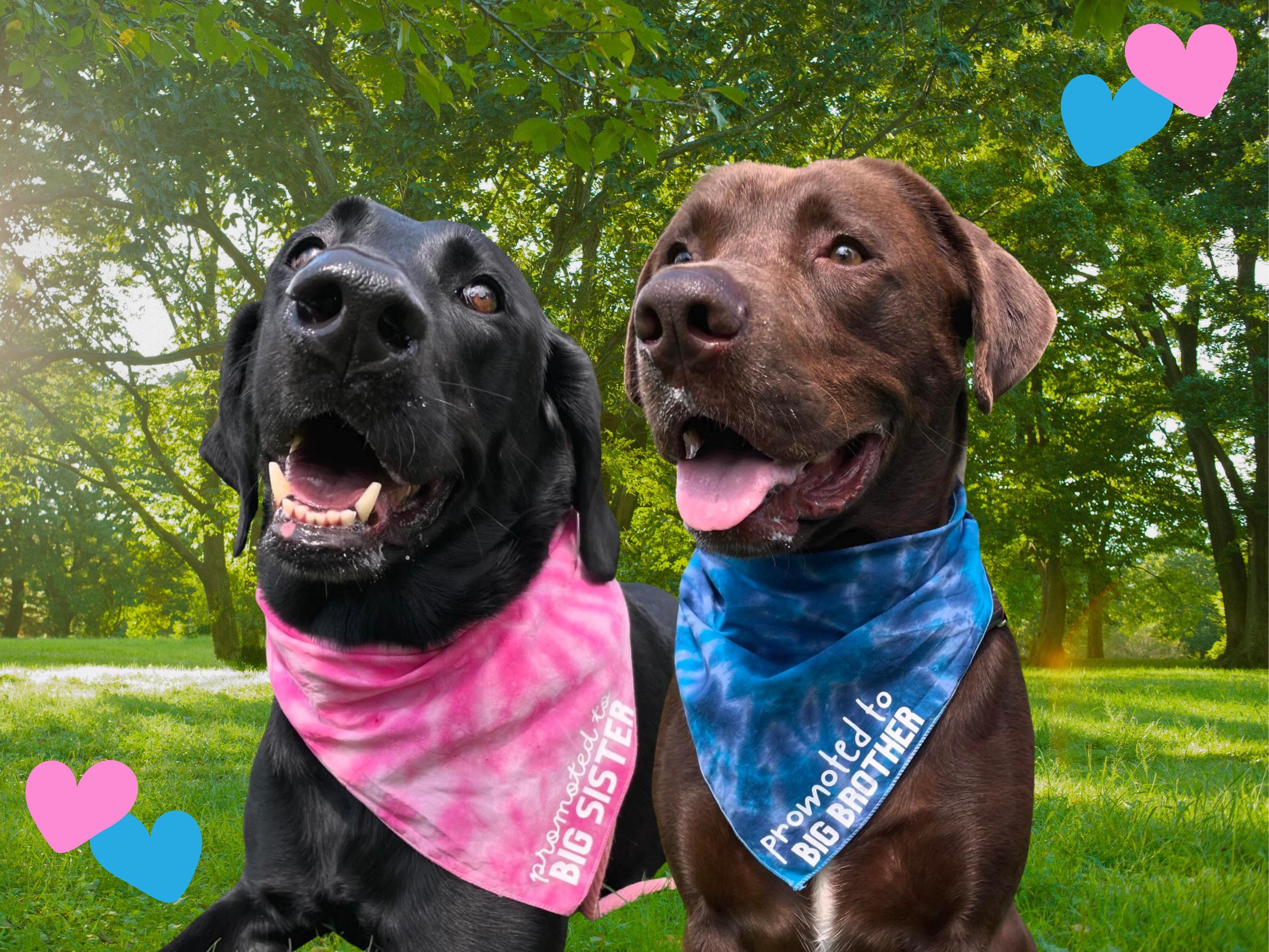 Pet Scarf Promoted To Big Sister Dog Bandana Big Sister Dog