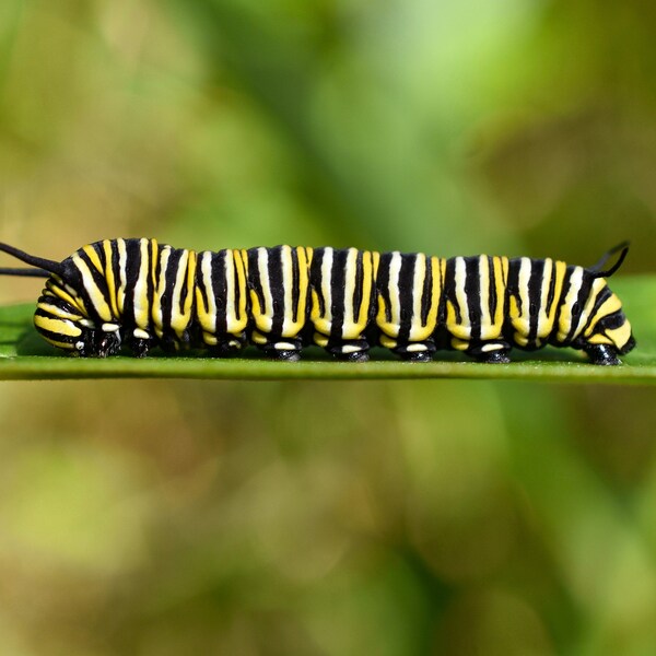 Monarch Butterfly Caterpillar - Wildlife Print, Fine Art Print, Animal Photo Print, Wall Art, Nature Decor, Flower Art, Butterfly Art