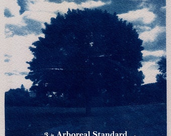 Norme arboricole (impression cyanotype)