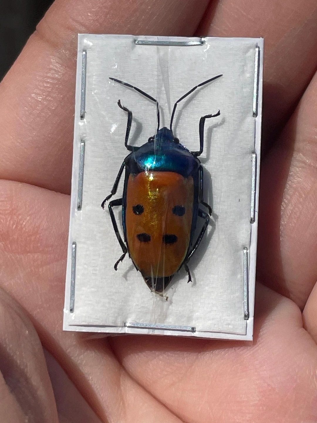Real Calliphara Caesar Rainbow Shield Bug - Etsy