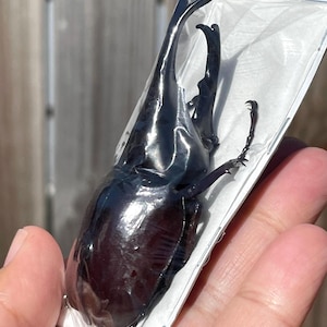 Real Siamese Rhino Beetle Xylotrupes gideon