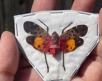 Real Lanternfly Penthicodes quadrimaculata (spread)