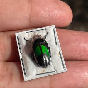 Real Dicheros modestus Flower Beetle