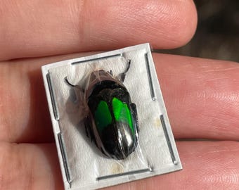 Real Dicheros modestus Flower Beetle