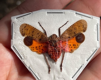 Real Penthicodes pulchella, planthopper lanternfly A- (wings spread)