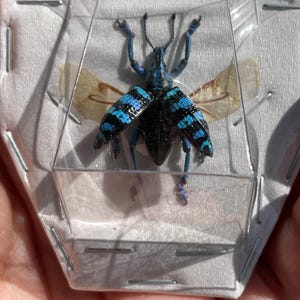 Real blue weevil Eupholus linnei (spread A1 Grade